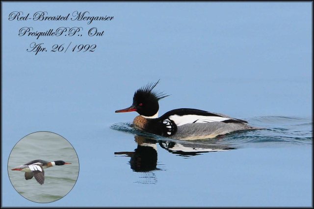 Red-BreastedMerganser