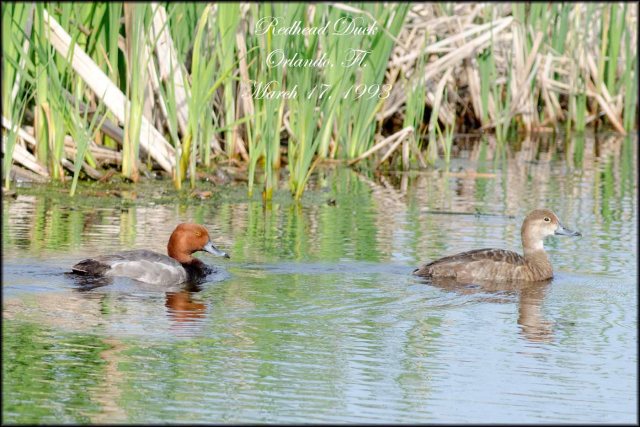 RedHeadDuck