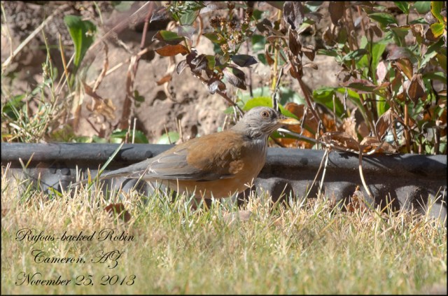 RufousbackedRobinBlog