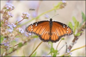 SoldierDanauseresimusBlog