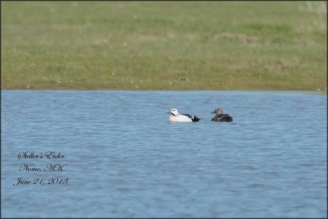 Steller'sEider