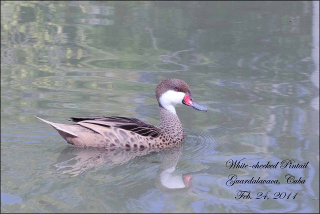 White-cheekedPintail