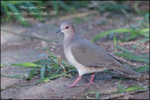 WhitetippedDoveBlog