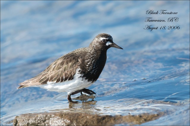 BlackTurnstone