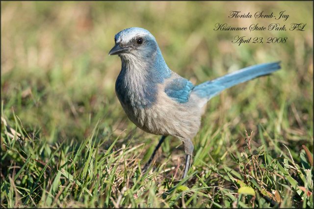 FloridaScrubJay