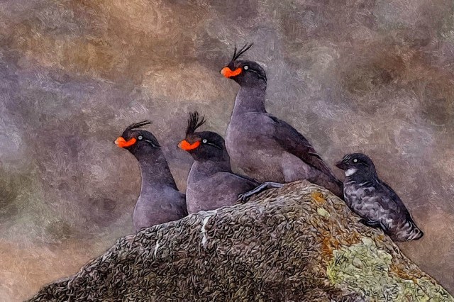 FotoSketcher - ParakeetAukletBPN