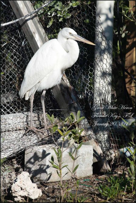 GreatWhiteHeron