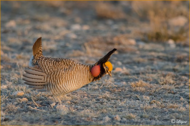 LesserPrairieChickenTish