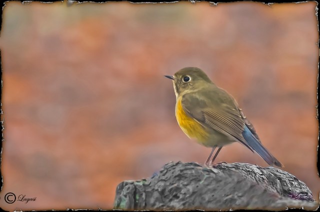 Red-flankedBluetail