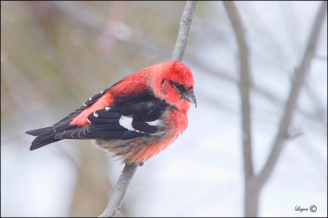 WhiteWingedCrossbillBlogBPN