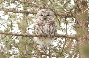BarredOwl13114FB