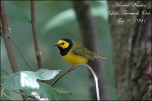 HoodedWarbler