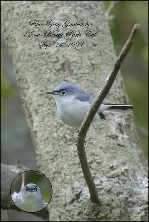 BlueGrayGnatcatcher