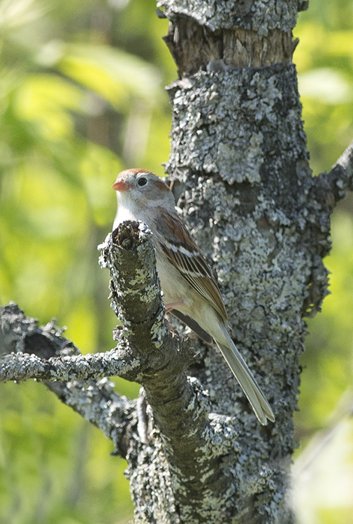 FieldSparrow1FB