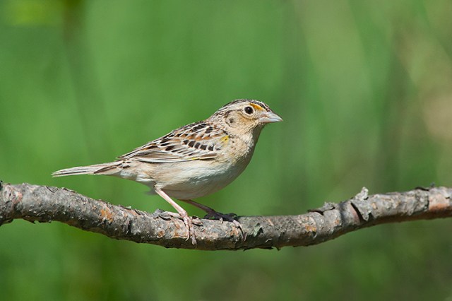 GrasshopperSparrow1FB