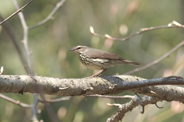 NWaterthrush1FB