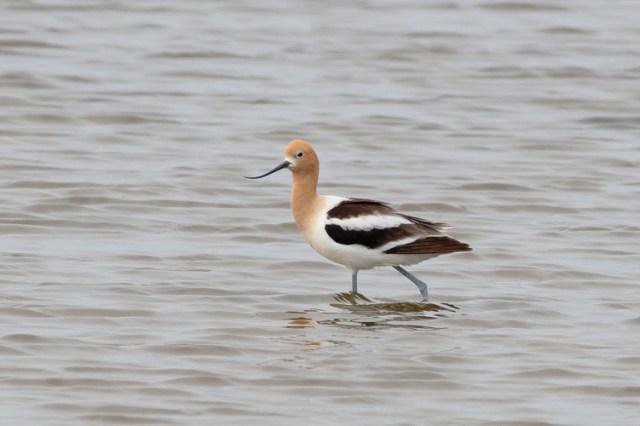 AmAvocet1FB