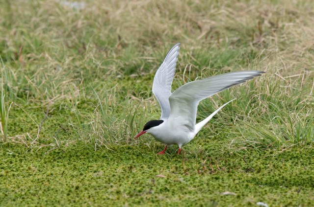 ArcticTern2