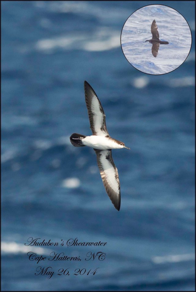 AudubonsShearwater