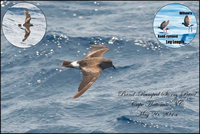 Band-rumped Storm-Petrel