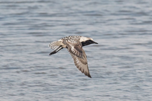 BlackbelliedPlover1FB