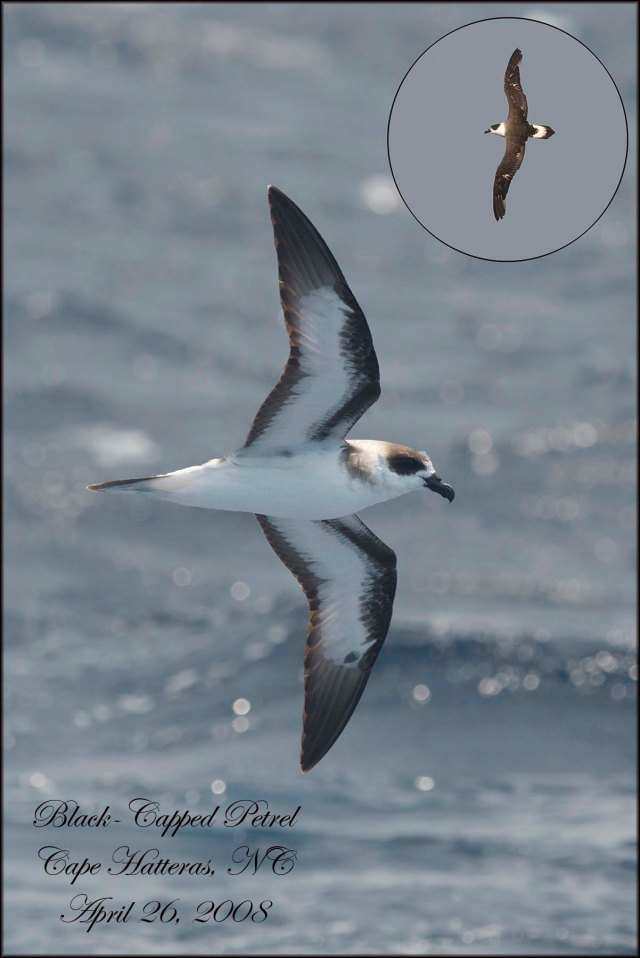 BlackCapped Petrel