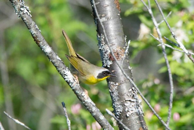 CommonYellowthroat4