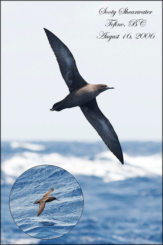 SootyShearwater
