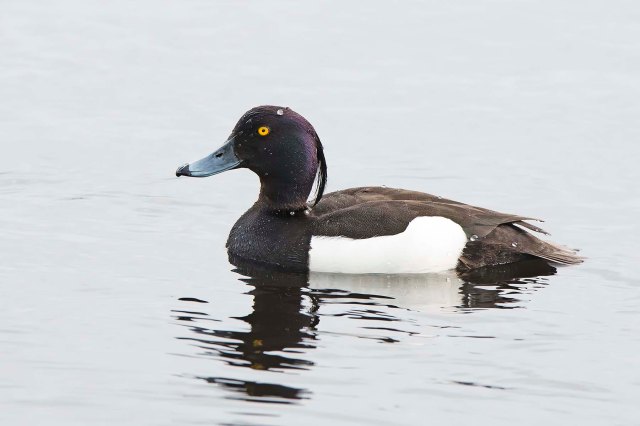 TuftedDuck