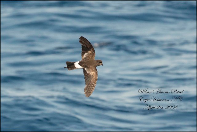WilsonsStormPetrel