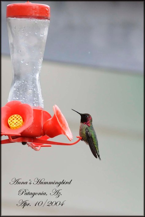 AnnasHummingbird