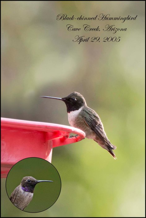 BlackChinnedHummingbird
