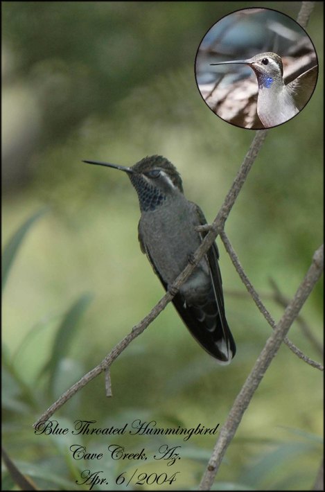 BlueThroatedHummingbird