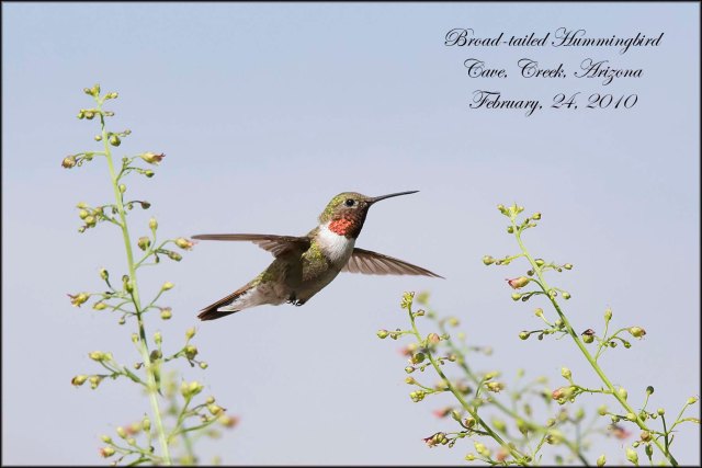 BroadtailedHummingbird