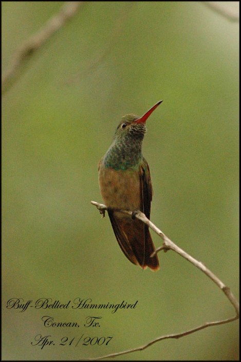 BuffBelliedHummingbird