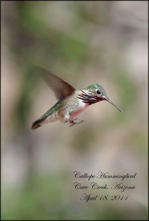 CalliopeHummingbird