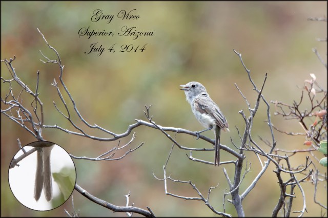 GrayVireo