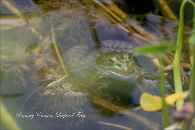 LeopardFrog2014