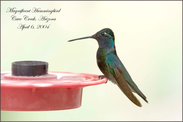 MagnificentHummingbird