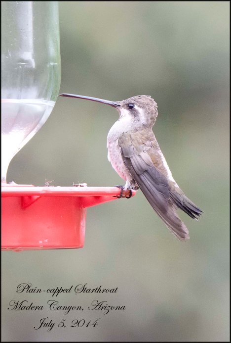PlaincappedStarthroat