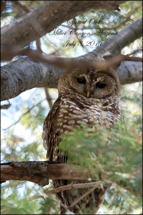 SpottedOwl