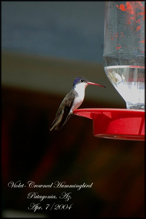 VioletCrownedHummingbird