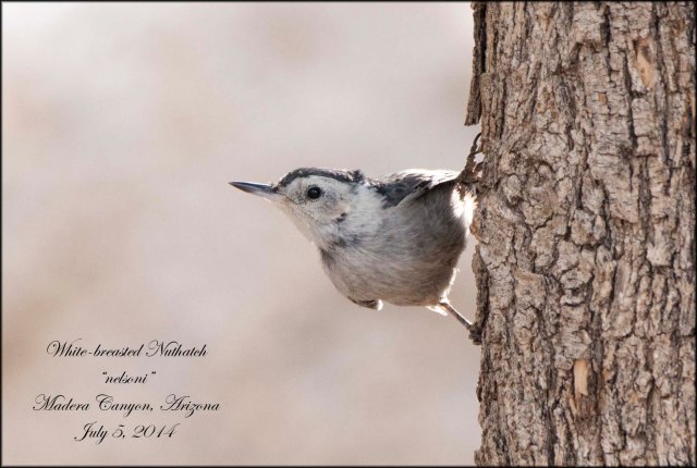 White-breastednelsoniNuthatch