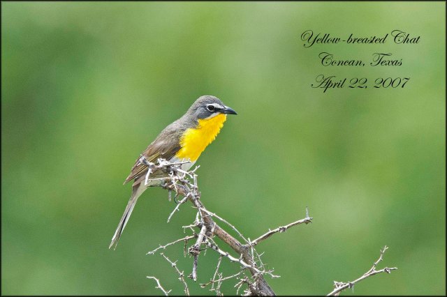 YellowbreastedChat