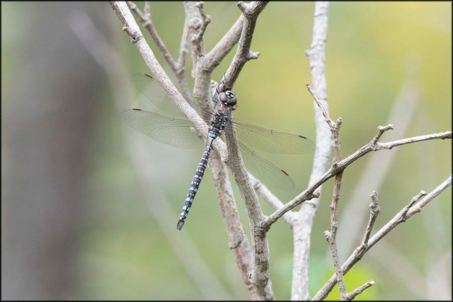 Darner