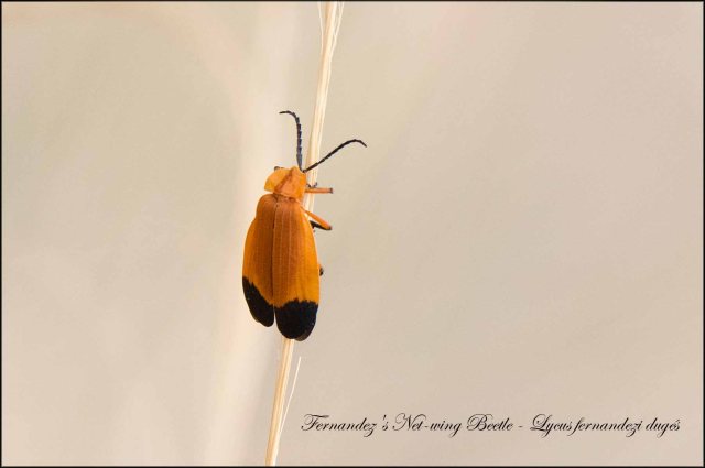 Fernandez'sNetwingBeetle