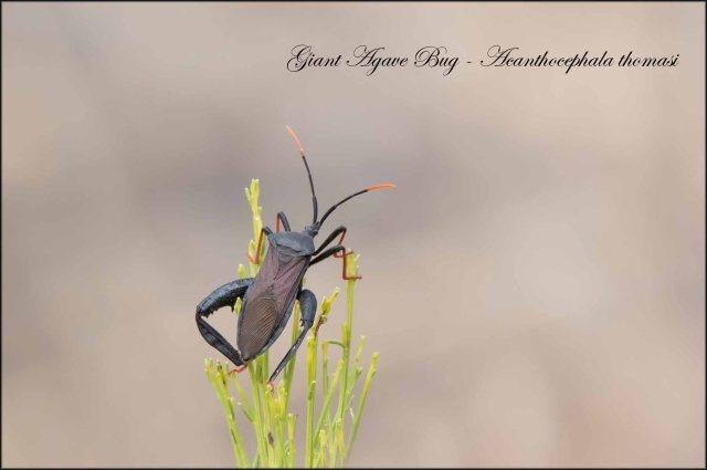 GiantAgaveBug