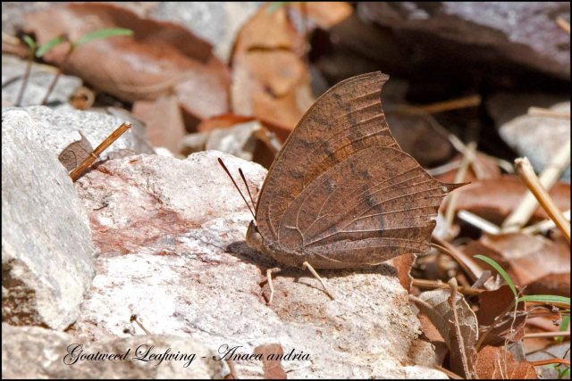 GoatweedLeafwing