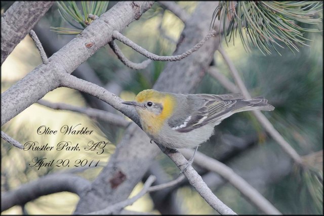 OliveWarbler