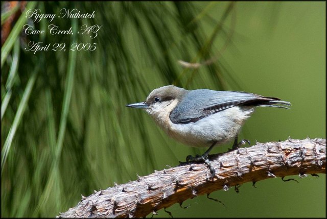 PygmyNuthatch